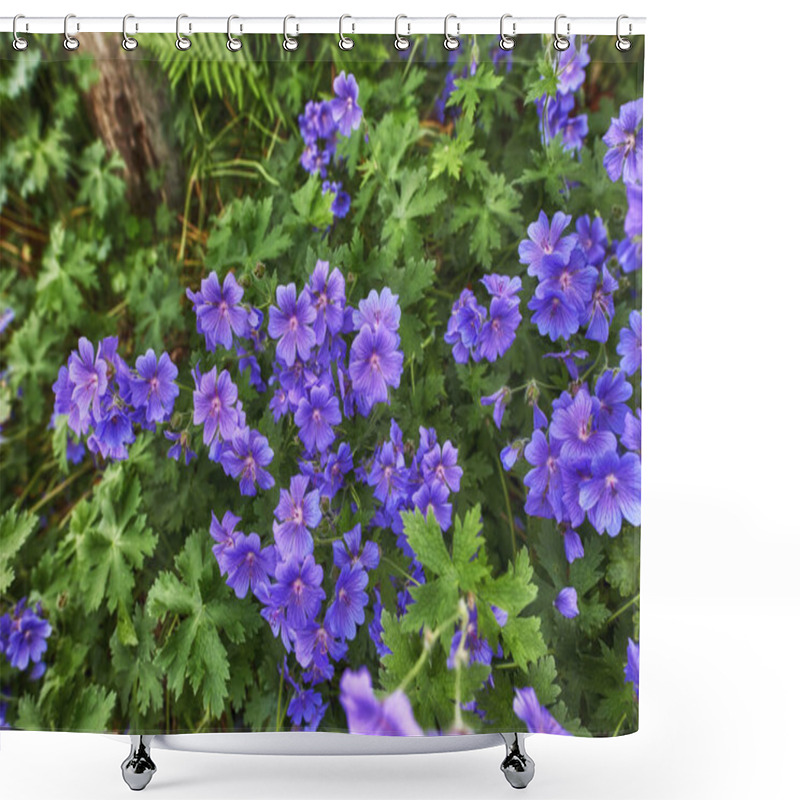 Personality  Meadow Geranium Flowers Growing In A Green Field In Summer From Above. Top View Of Purple Plants Blooming In A Lush Botanical Garden In Spring. Beautiful Violet Flowering Plants Budding In A Forest. Shower Curtains