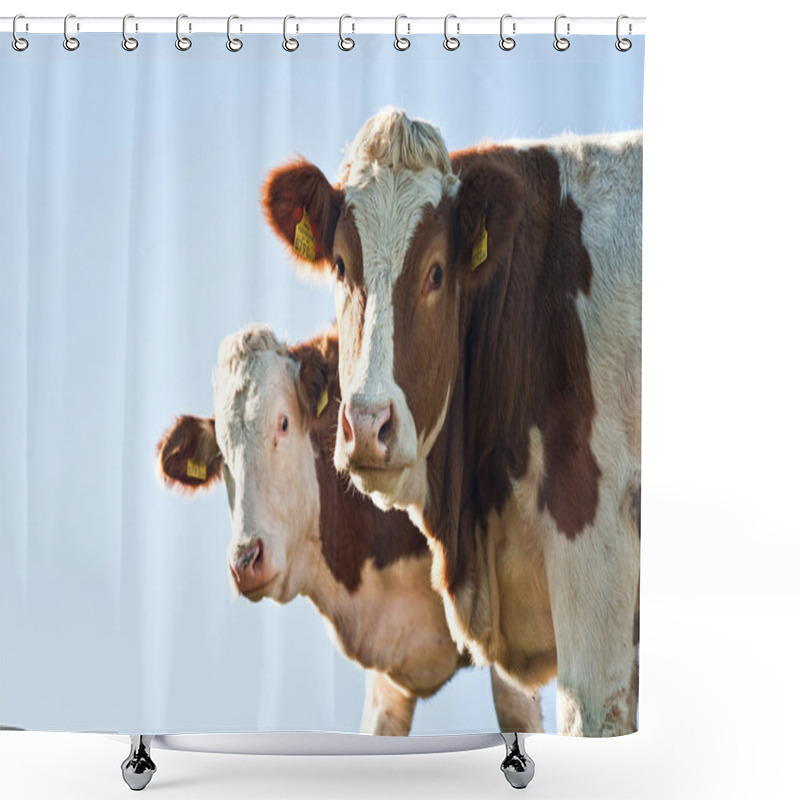 Personality  Two Nosy Cows Looking At Camera, With Copyspace Shower Curtains