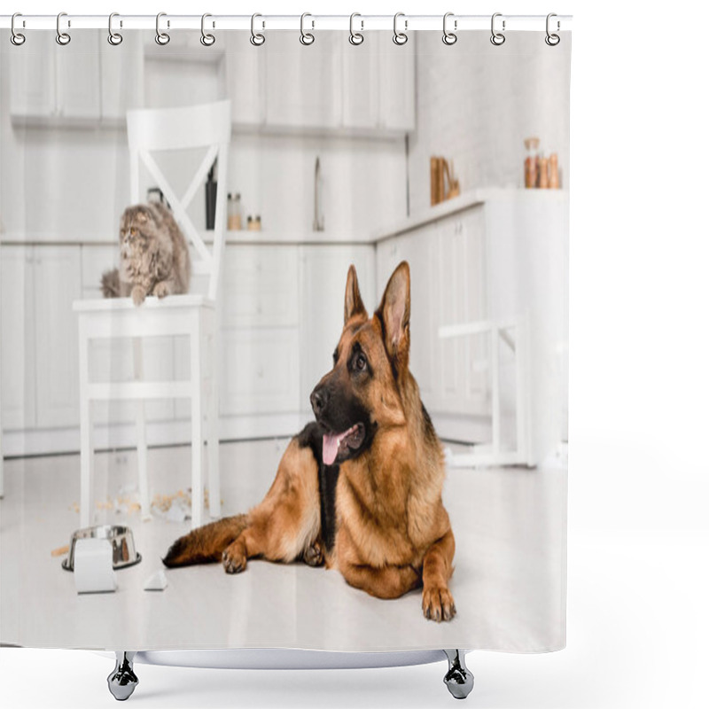 Personality  Selective Focus Of German Shepherd Lying On Floor And Grey Cat Lying On Chair In Messy Kitchen Shower Curtains