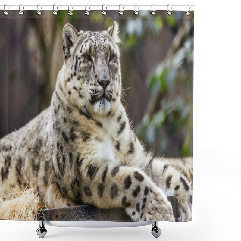 Personality  Snow Leopard Close Up Animal Protection Concept Shower Curtains