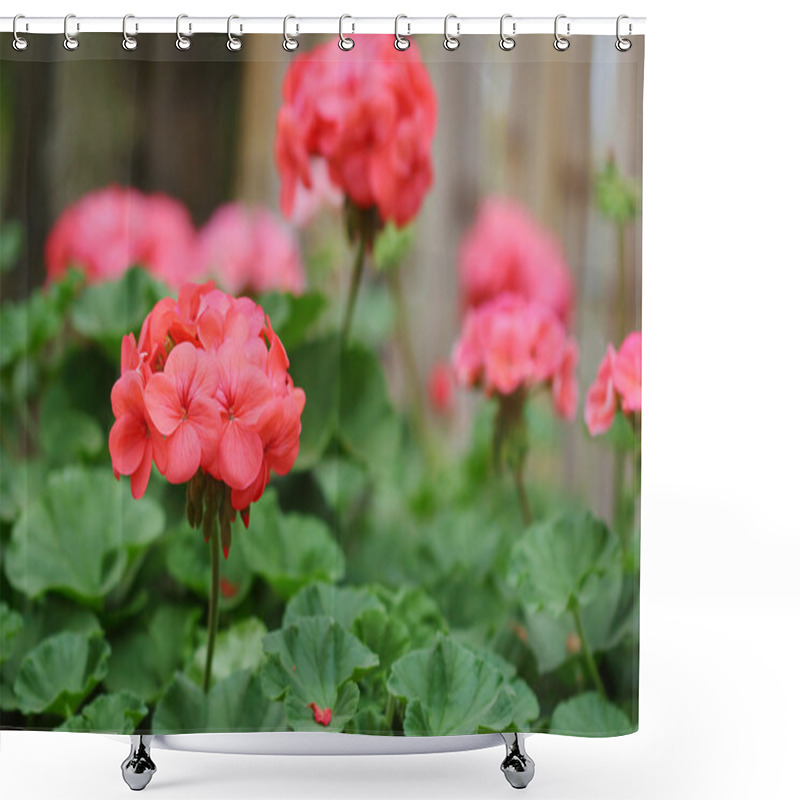 Personality  Geraniums Shower Curtains