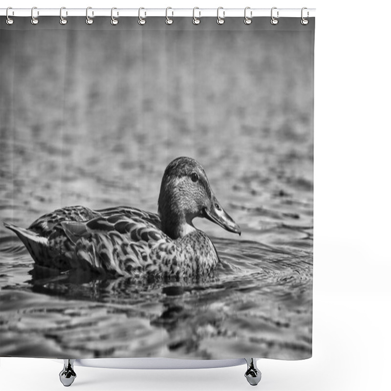 Personality  Black And White Photo Of Beautiful Duck Swimming In Water Shower Curtains