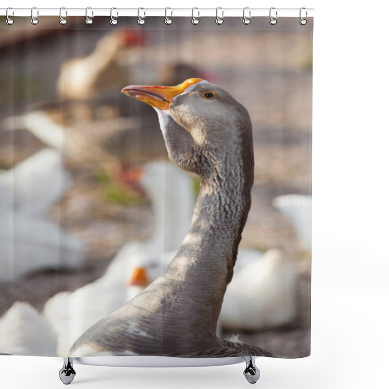 Personality  White And Grey Goose Birds Shower Curtains