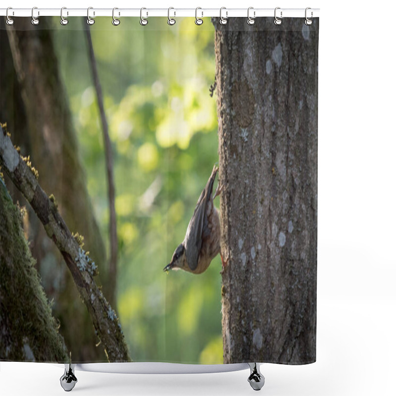 Personality  A Closeup Shot Of A Bird Perched On A Tree Trunk Shower Curtains