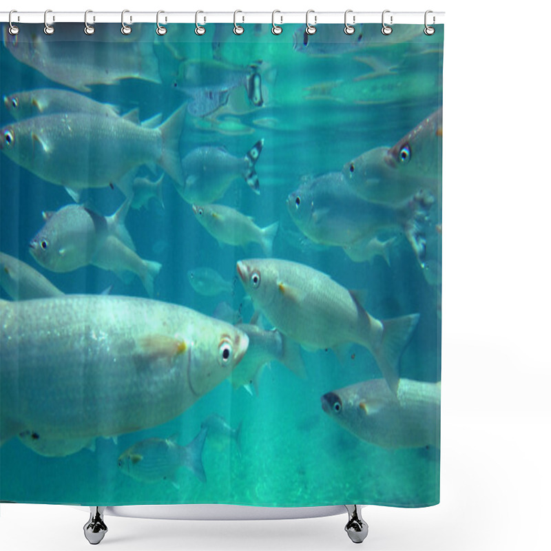 Personality  Tahiti, French Polynesia Shower Curtains