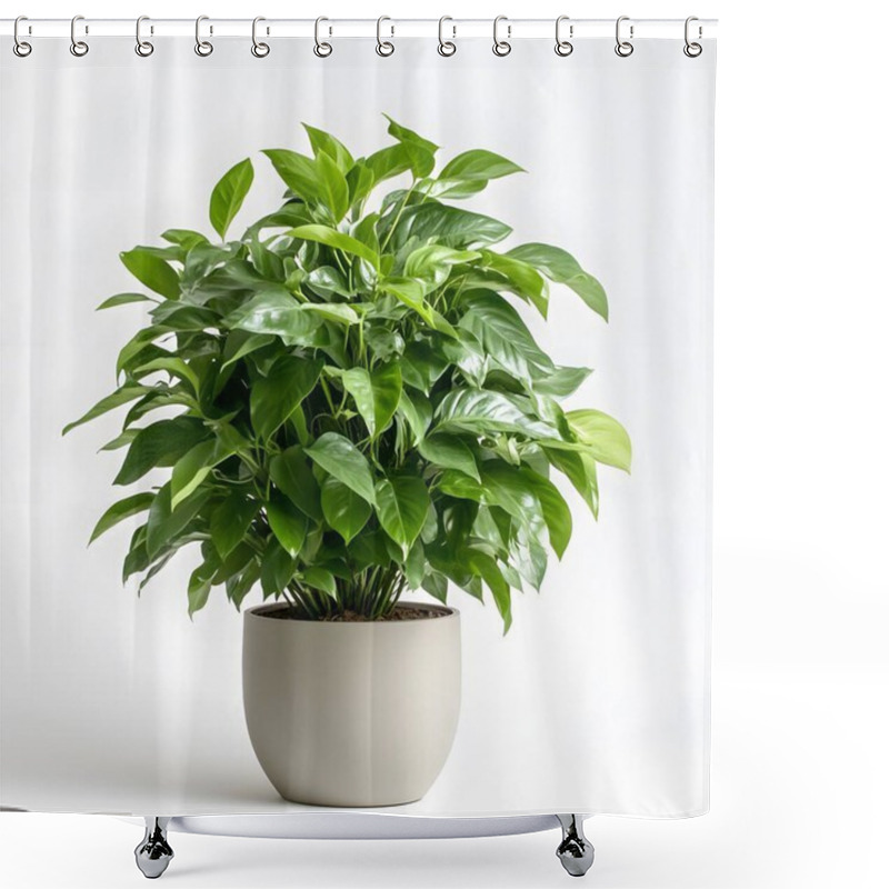 Personality  A Vibrant, Leafy Plant In A Modern, Minimalist Pot. The Plant Features Glossy, Green Leaves That Create A Fresh And Lively Atmosphere, Perfect For Indoor Decor. Shower Curtains