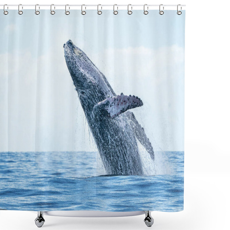 Personality  Humpback Whale Breaching In Cabo San Lucas Shower Curtains