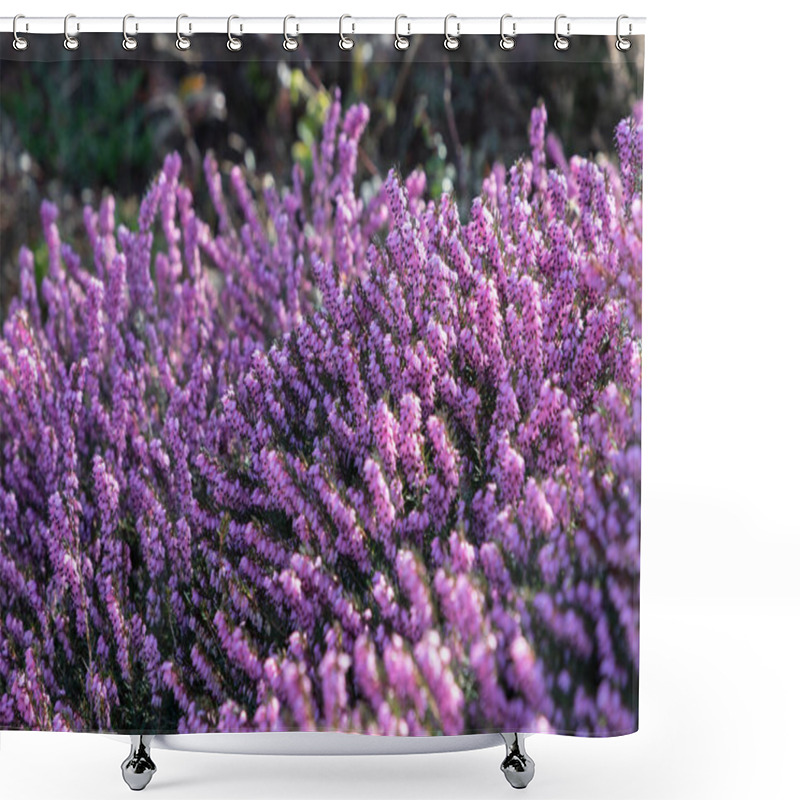 Personality  Blooming Pink Purple Heather Bush In Sunny Day Top View. Floral Texture As Background With Copy Space Shower Curtains