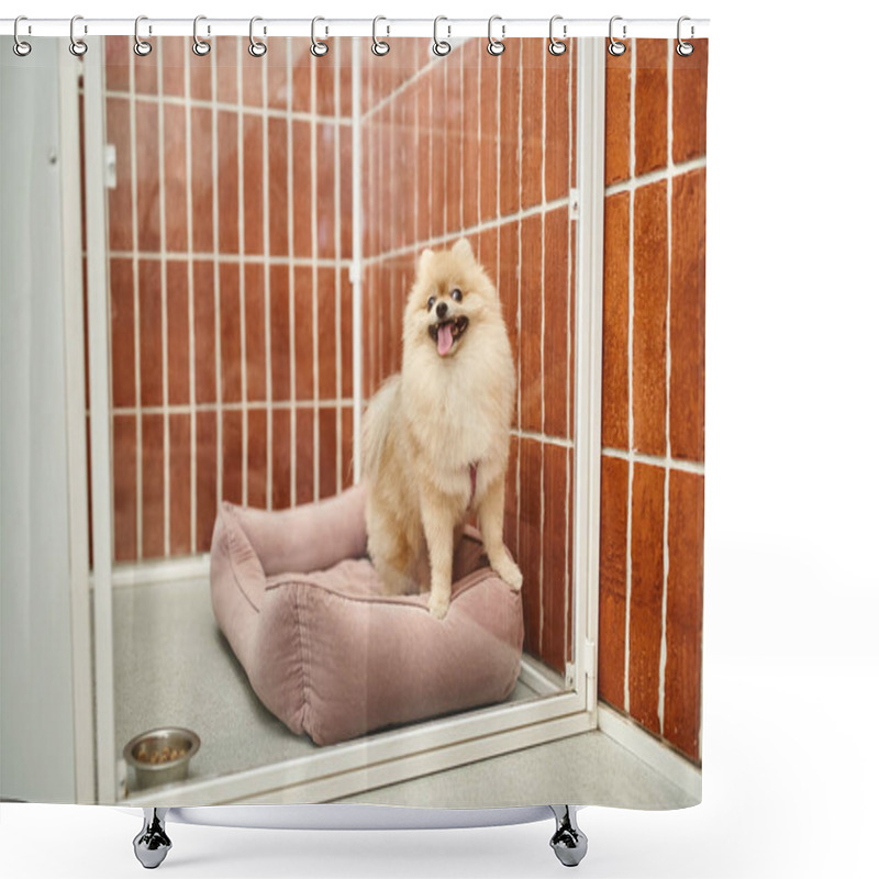 Personality  Cute Pomeranian Spitz Sitting On Soft Dog Bed In Cozy Kennel Near Bowl Of Dry Food, Cozy Stay Shower Curtains