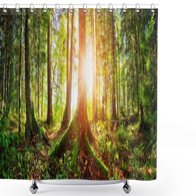 Personality  Fir Tree Woods In Early Morning With Beautiful Sunlight Shower Curtains