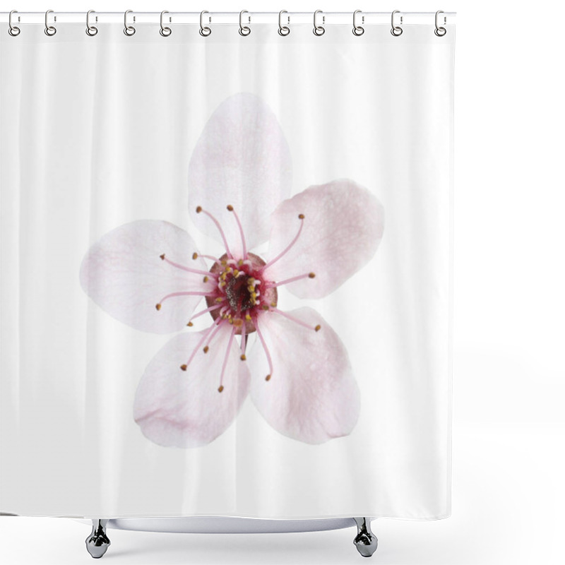 Personality  Beautiful Plum Blossom Isolated On White. Spring Season Shower Curtains