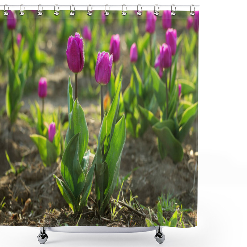 Personality  Field With Fresh Beautiful Tulips, Space For Text. Blooming Spring Flowers Shower Curtains