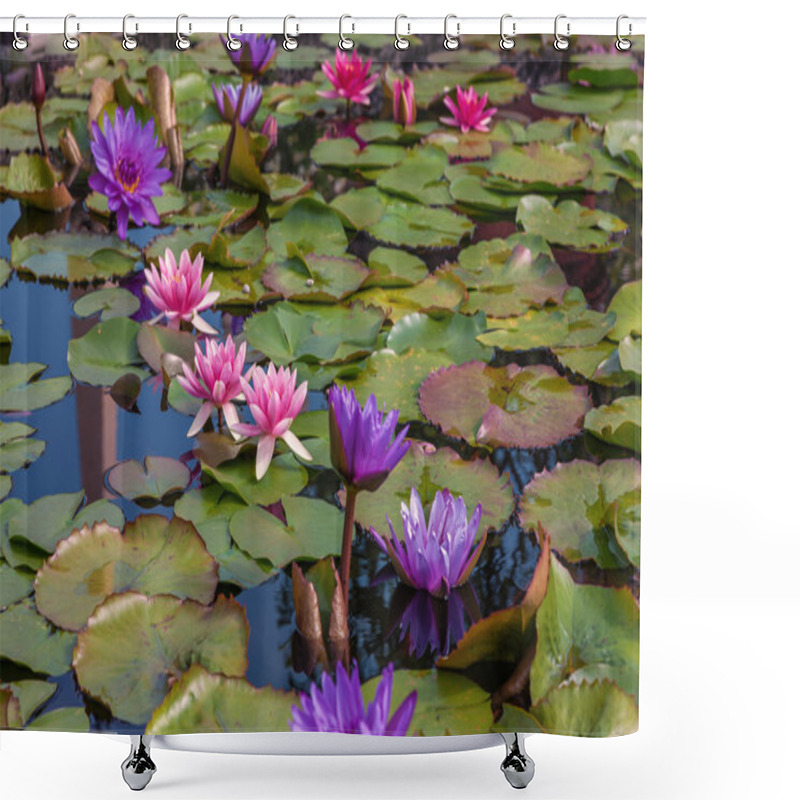 Personality  Pink Lotus Blossoms Or Water Lily Flowers Shower Curtains