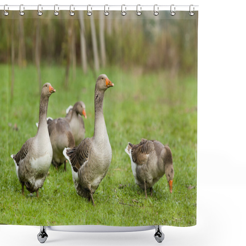 Personality  Wild Geese Shower Curtains