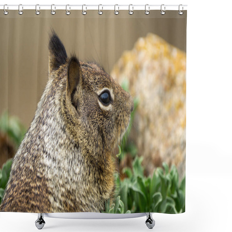 Personality  Close Up Picture Of A Cute California Ground Squirrel At 17 Mile Drive. High Quality Photo Shower Curtains