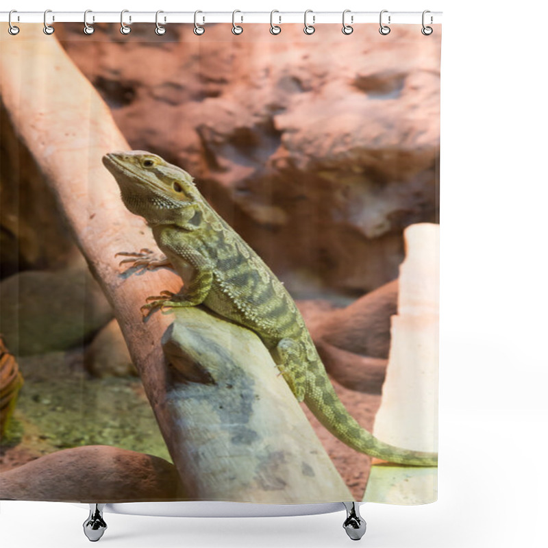 Personality  Bearded Dragon On The Branch Shower Curtains