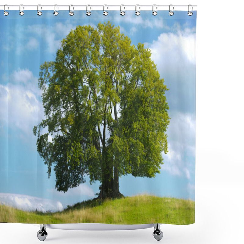 Personality  Big Single Beech Tree Shower Curtains