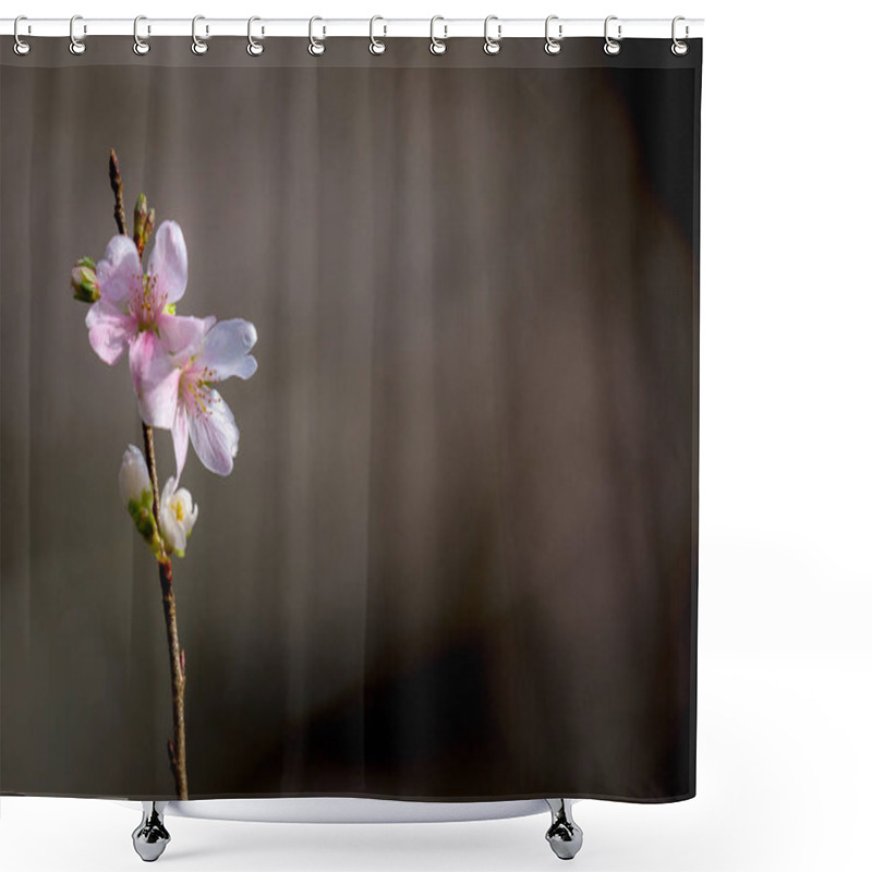 Personality  Sakura Cherry Blossoms Shower Curtains