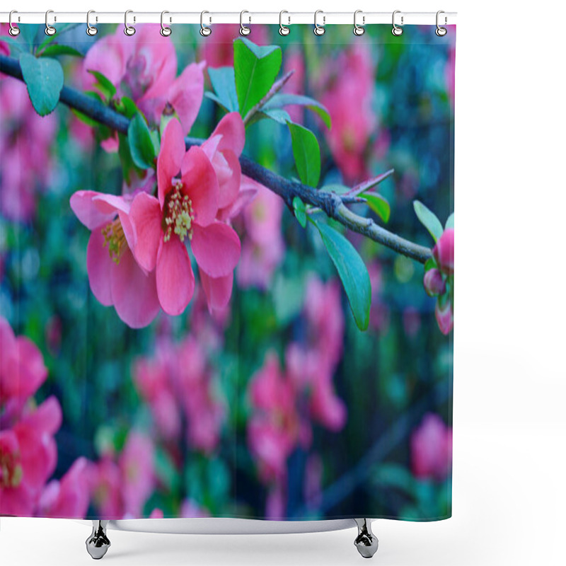 Personality  Cherry Tree Branches With Beautiful Flowers, Close-up, Spring Concept   Shower Curtains