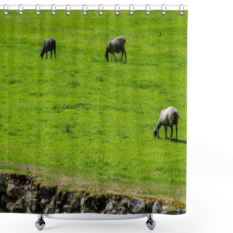 Personality  Mountain Sheep Lambs Graze In The Green Grass At The Foot Of The Mountains With Bells Around Their Necks. Shower Curtains