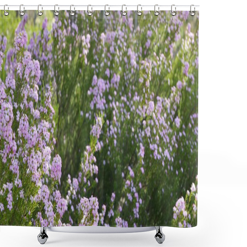 Personality  Confetti Bush Lilac Flower, California USA. Coleonema Pulchellum, Buchu Diosma Springtime Bloom. Home Gardening, American Decorative Ornamental Houseplant. Spring Blossom Natural Botanical Atmosphere Shower Curtains