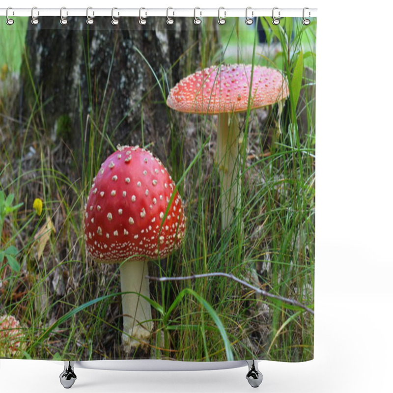 Personality  Beautiful Red Fairytale Fly Agaric Shower Curtains