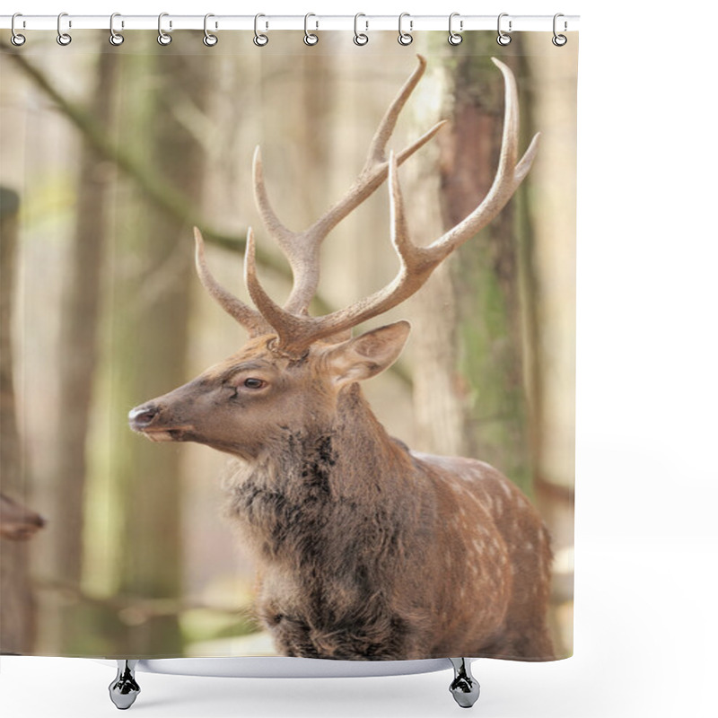 Personality  Deer In Autumn Forest Shower Curtains