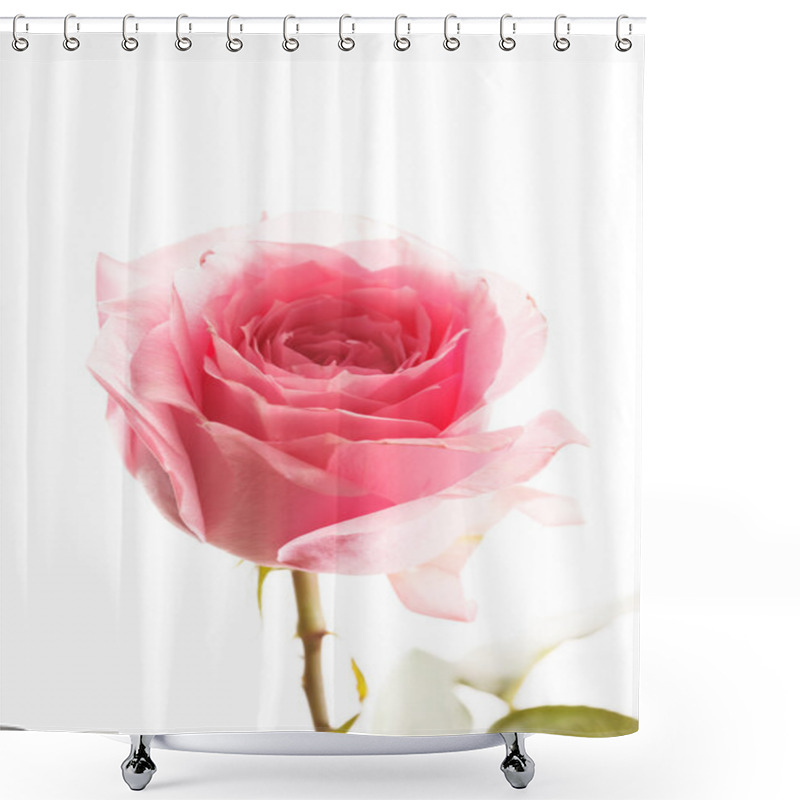 Personality  Pink Beautiful Rose Shower Curtains