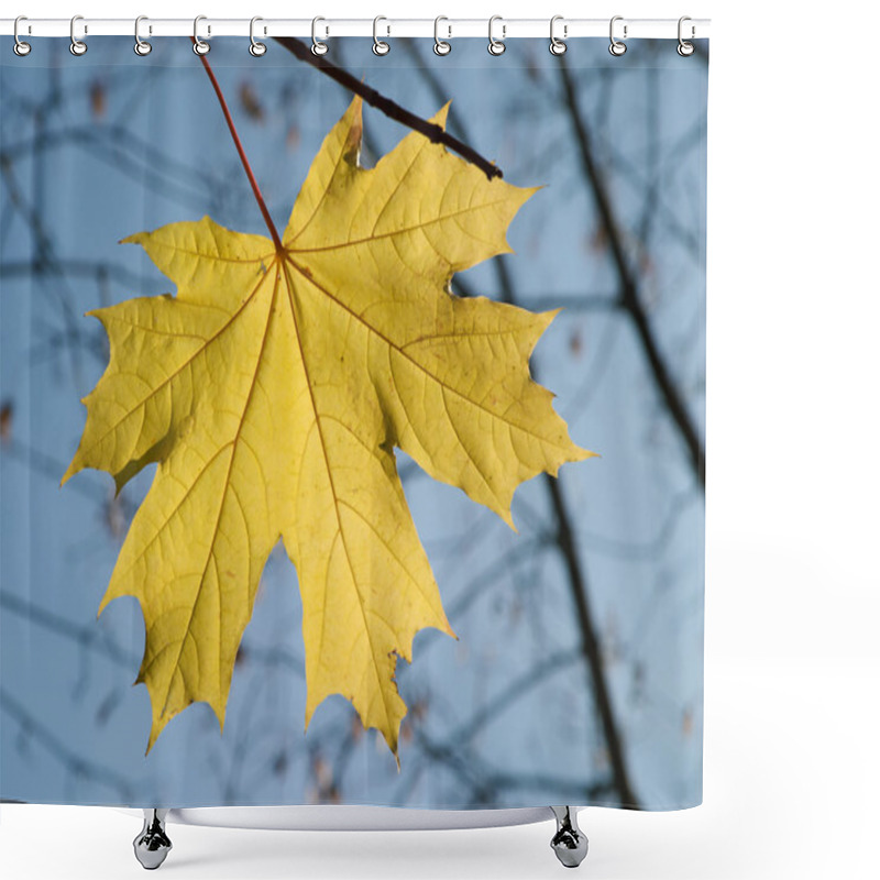 Personality  Single Yellow Maple Leaf On Tree Closeup Shower Curtains