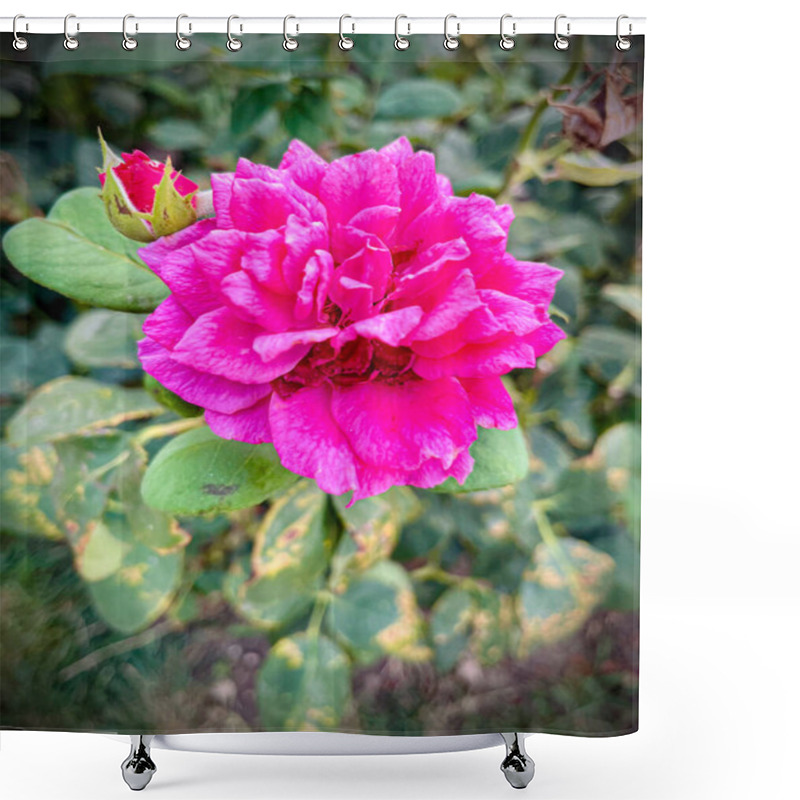 Personality  Macro Shot Of A Rose With Petals In Soft Gradient Shades, Surrounded By Vibrant Green Leaves. A Detailed, Natural, And Captivating Floral Image Showcasing Nature's Beauty. Shower Curtains