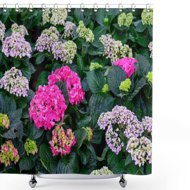 Personality  Blooming Hydrangeas Flowers In The Garden At Chiang Mai, Thailand Shower Curtains