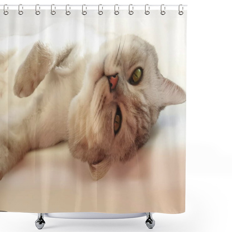 Personality  Spring Cat  British Scottish Cat,Cat Lie On  Window Top Short Grey Hair Cat Brown Green Blue Eyes Cute Animal Whisky,cute Kitty  Shower Curtains