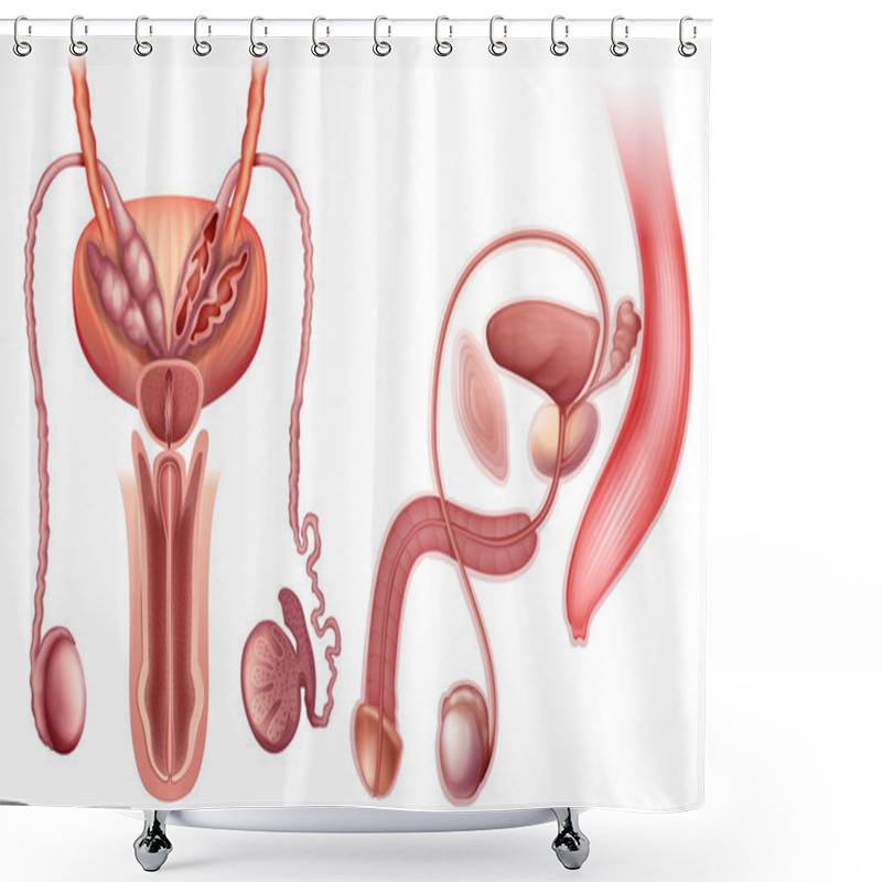 Personality  A Male Reproductive Organ Shower Curtains