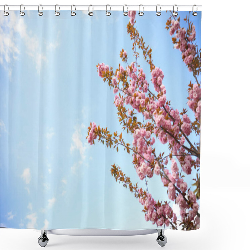 Personality  Closeup View Of Blossoming Pink Sakura Tree Outdoors Shower Curtains