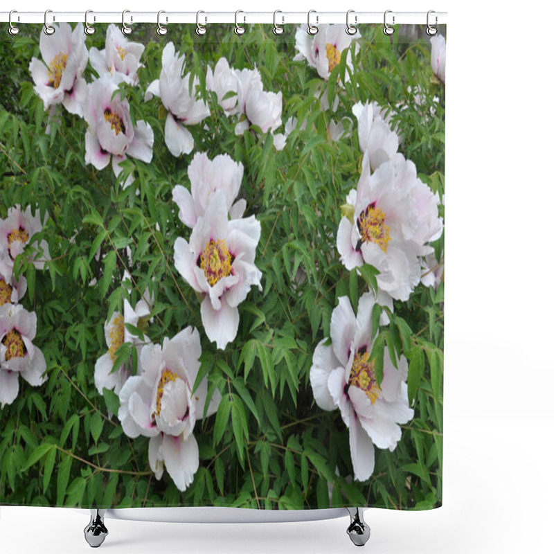 Personality  In The Spring In The Garden On The Flowerbed Peony Blooms Tree-like (Paeonia Suffruticosa). Shower Curtains