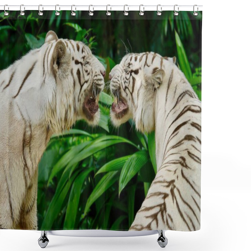 Personality  Close Up Of Two Beautiful White Tigers Standing Face To Face, Snarling And Growling At Each Other, In A Lush Green Jungle Setting. Shower Curtains