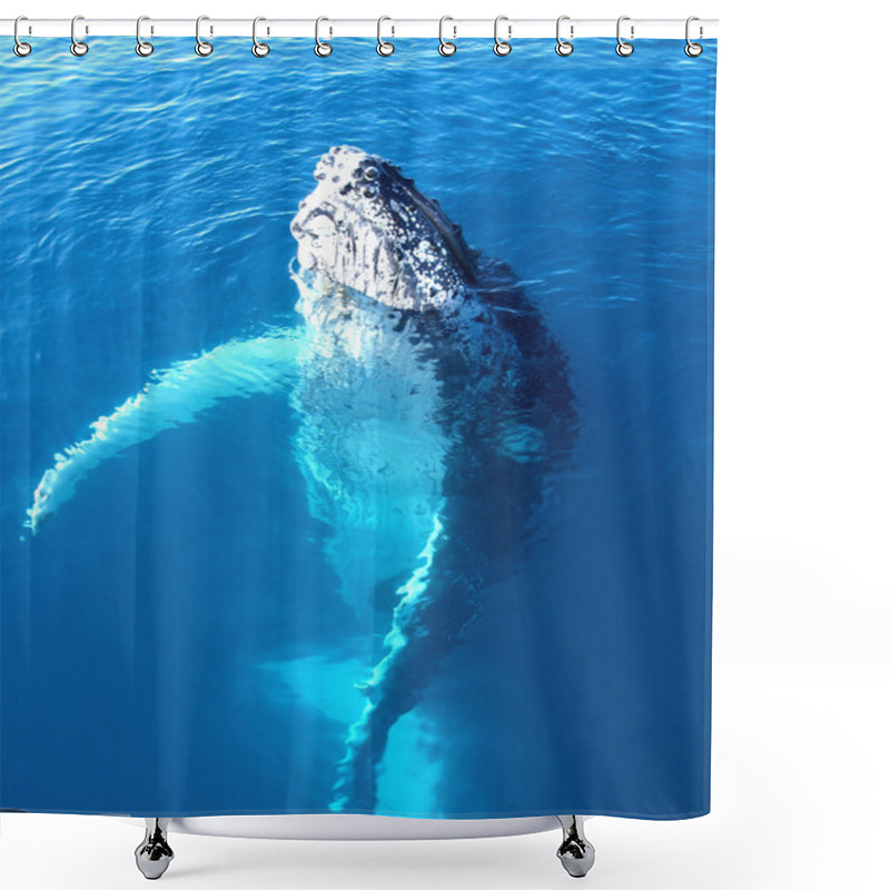 Personality  Portrait Of A Majestic Humpback Whale Shower Curtains