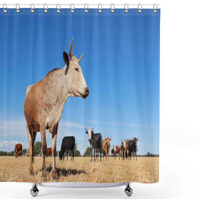 Personality  Nguni Cow - Indigenous Cattle Breed Of South Africa - On Rural Farm Shower Curtains