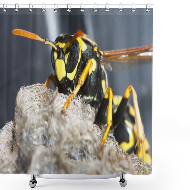 Personality  Wasp On Nest Shower Curtains