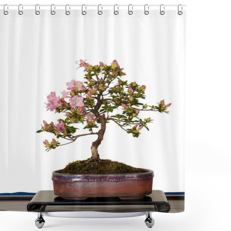 Personality  White Isolated Little Azalea Bonsai With Flowers Shower Curtains