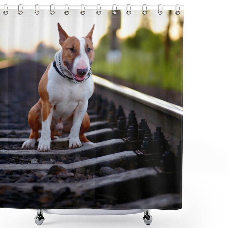 Personality  The Bull Terrier Sits On Rails. Shower Curtains