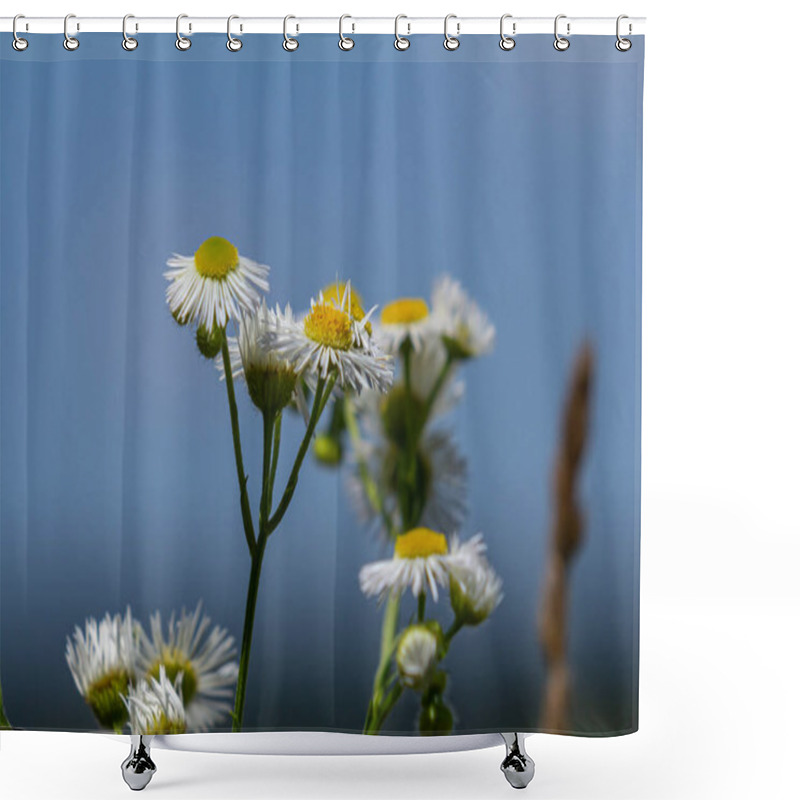 Personality  Erigeron Annuus Known As Annual Fleabane, Daisy Fleabane, Or Eastern Daisy Fleabane. Shower Curtains