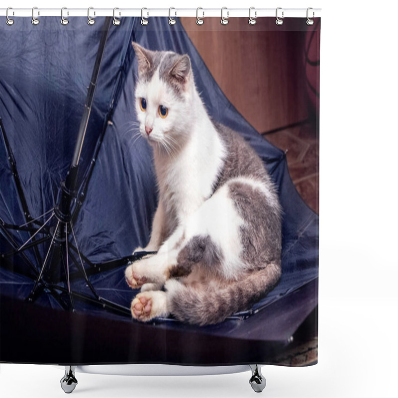 Personality  A Beautiful White Spotted Cat Is Sitting In An Umbrella Shower Curtains