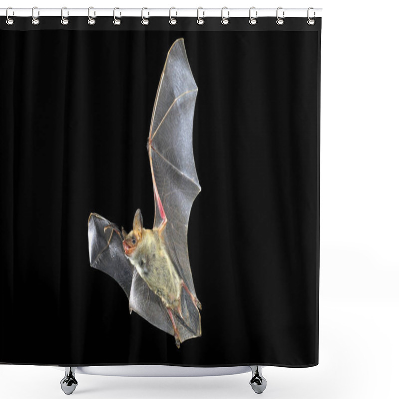 Personality  Flying Bat With Black Background, Myotis Myotis Shower Curtains