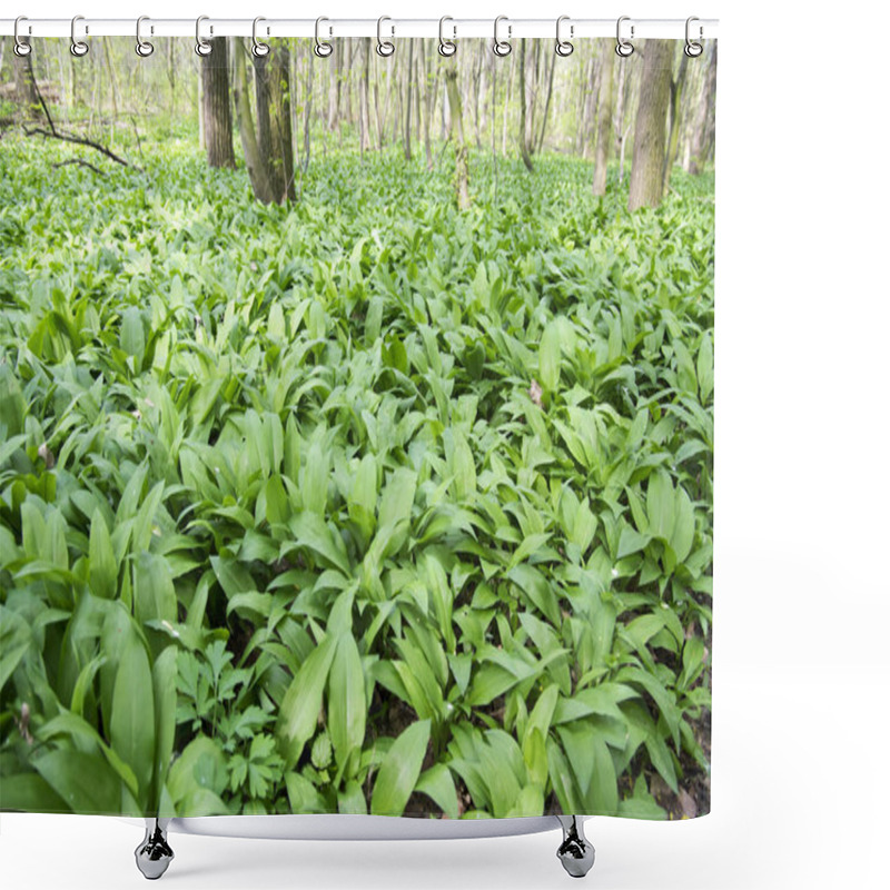 Personality  Magic Nature Place Full Of Wild Bear Garlic, Green Leaves Background Shower Curtains