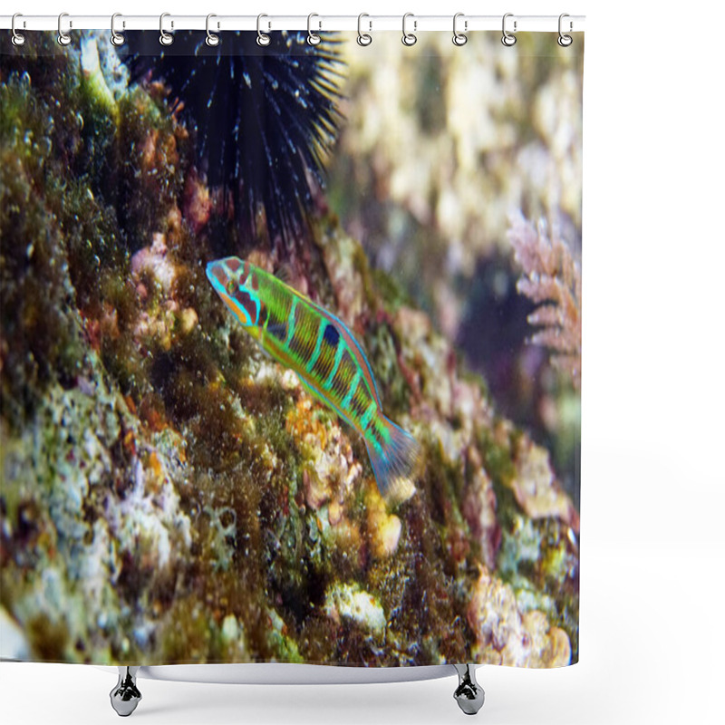 Personality  Green Ornate Mediterranean Female Wrasse Fish - Thalassoma Pavo                         Shower Curtains