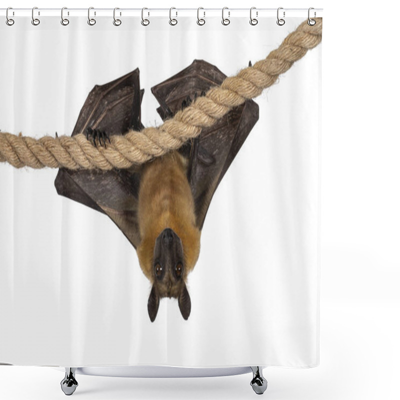 Personality  Young Adult Flying Fox, Fruit Bat Aka Megabat, Hanging On Sisal Rope With Wings Folded. Looking Straight Into Camera. Isolated On White Background. Shower Curtains