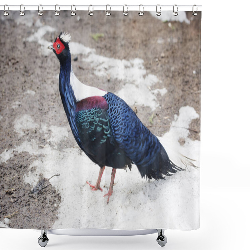 Personality  Edwards Pheasant. The Edwards Pheasant Plumage Dark Blue, With Greenish Edging Of The Wings. On His Head A White Tuft Around His Eyes Bright Red Bare Skin. It Is Common In Central Vietnam. Shower Curtains