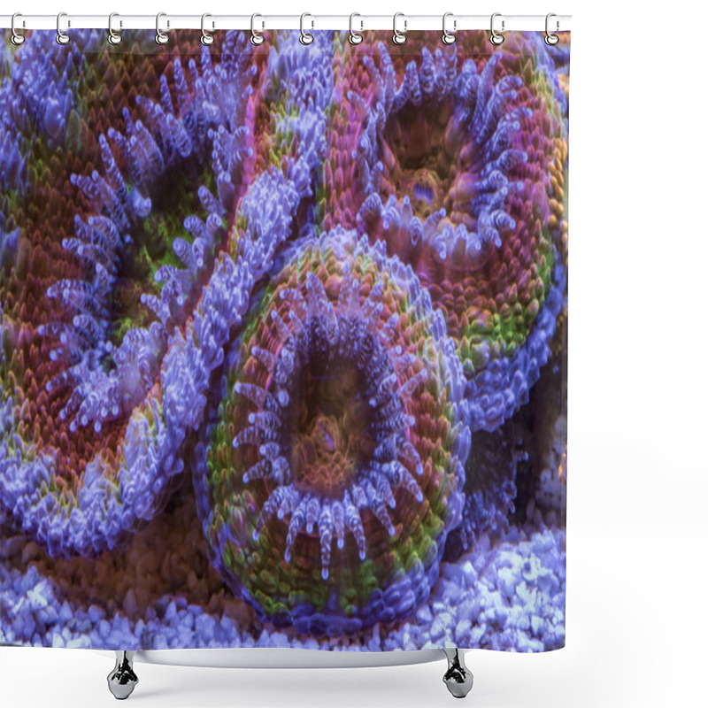 Personality  Coral Acanthastrea Lordhowensis Rainbow. Shower Curtains