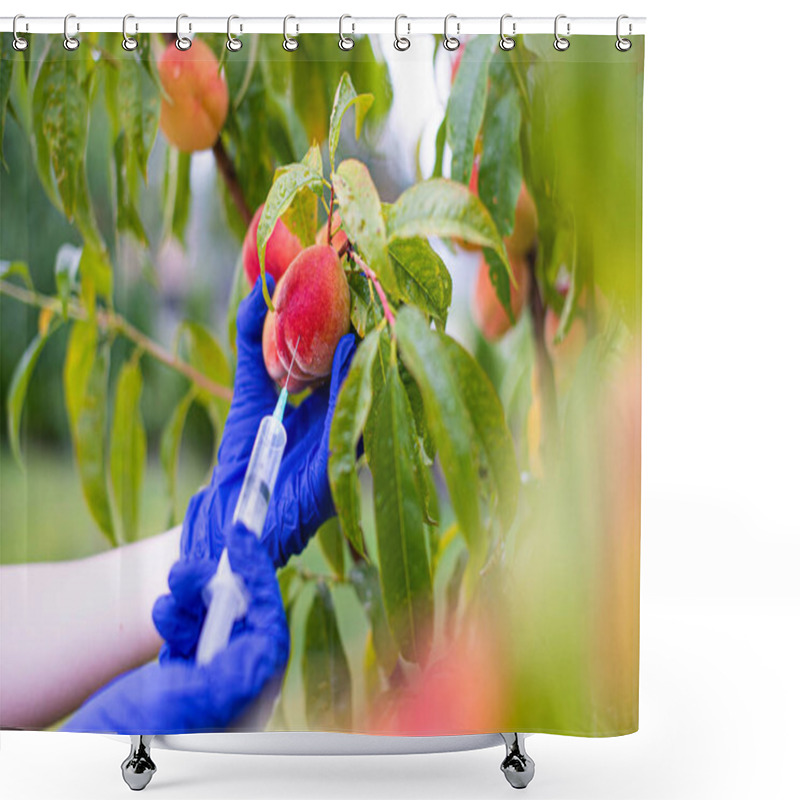 Personality  Gardener In Blue Gloves Injects And Takes Care Of Peaches In The Garden Shower Curtains